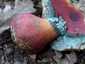 Sátántinóru (Rubroboletus satanas), Budai-hegység